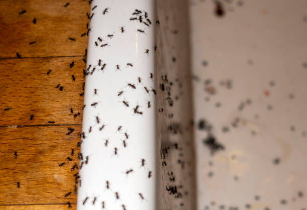 Best Flea Control Services  in Lawrenceville, GA