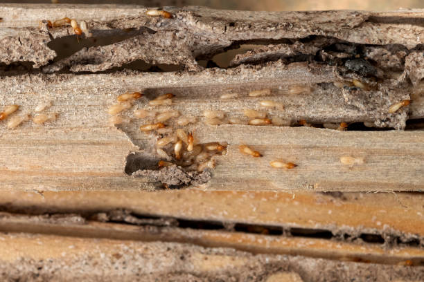 Trusted Lawrenceville, GA Pest Control Experts